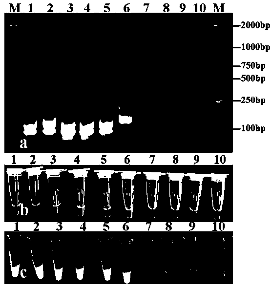 LAMP (Loop-mediated Isothermal Amplification) primers for rapidly assaying tea tree anthracnose pathogens and assay method