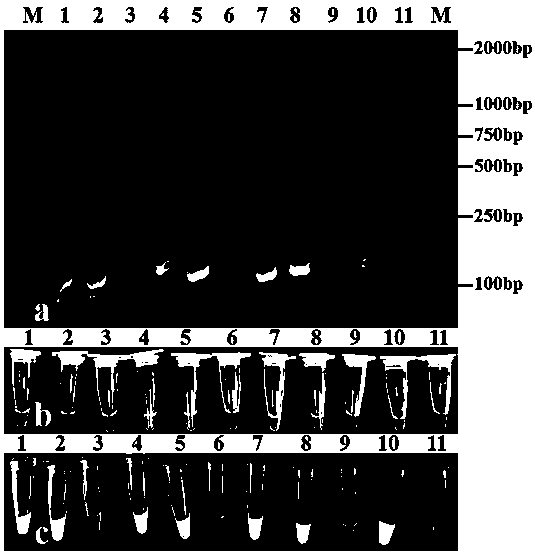LAMP (Loop-mediated Isothermal Amplification) primers for rapidly assaying tea tree anthracnose pathogens and assay method