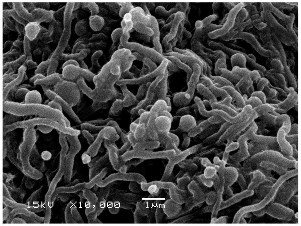 A marine Micromonospora strain producing rakicidin B by fermentation and its application