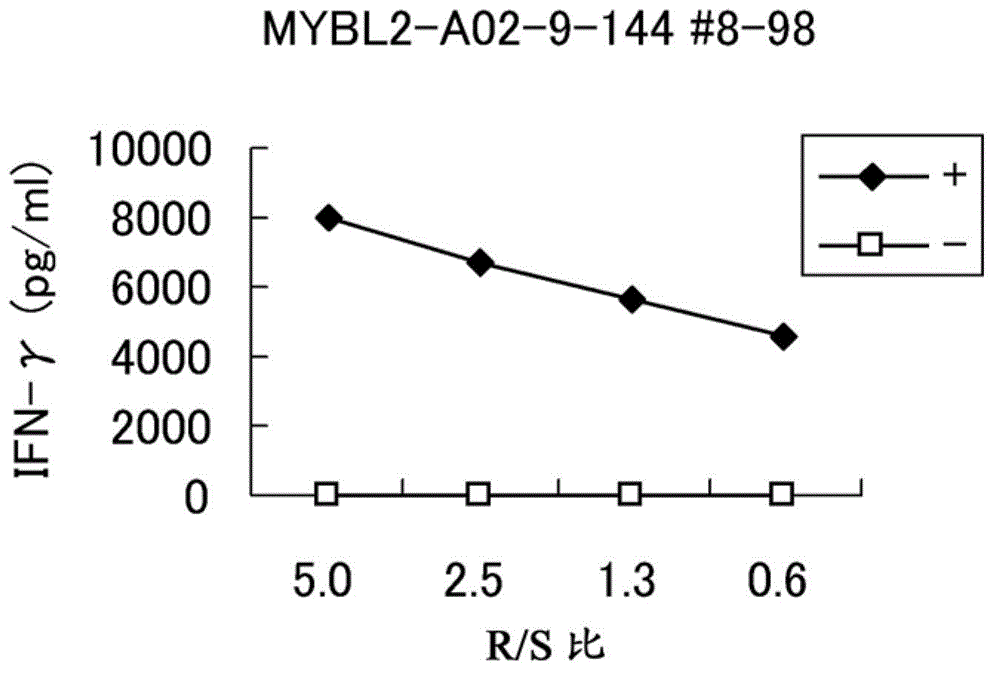 Mybl2 peptides and vaccines containing the same