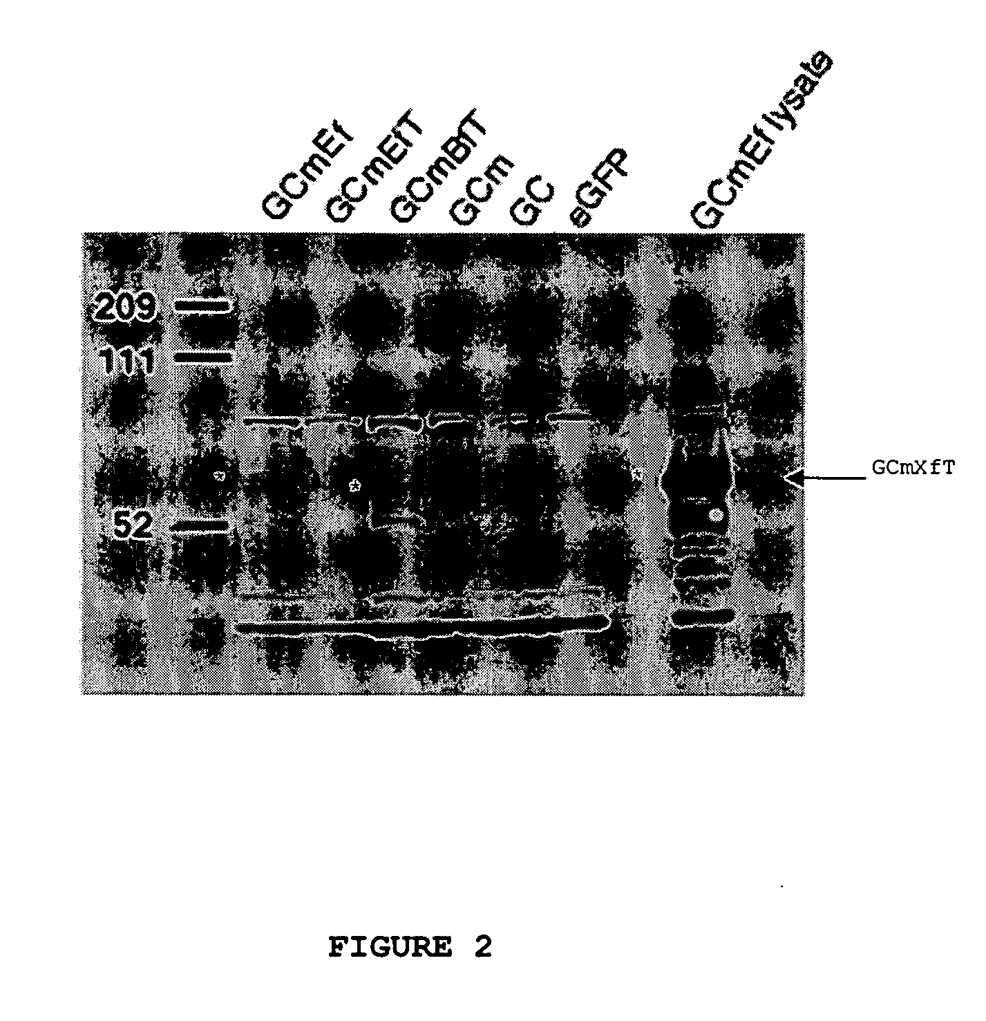 Compositions and methods for targeting a polypeptide to the central nervous system