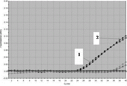 Primer and kit for distinguishing and detecting low-pathogenicity and high-pathogenicity babesia motasi