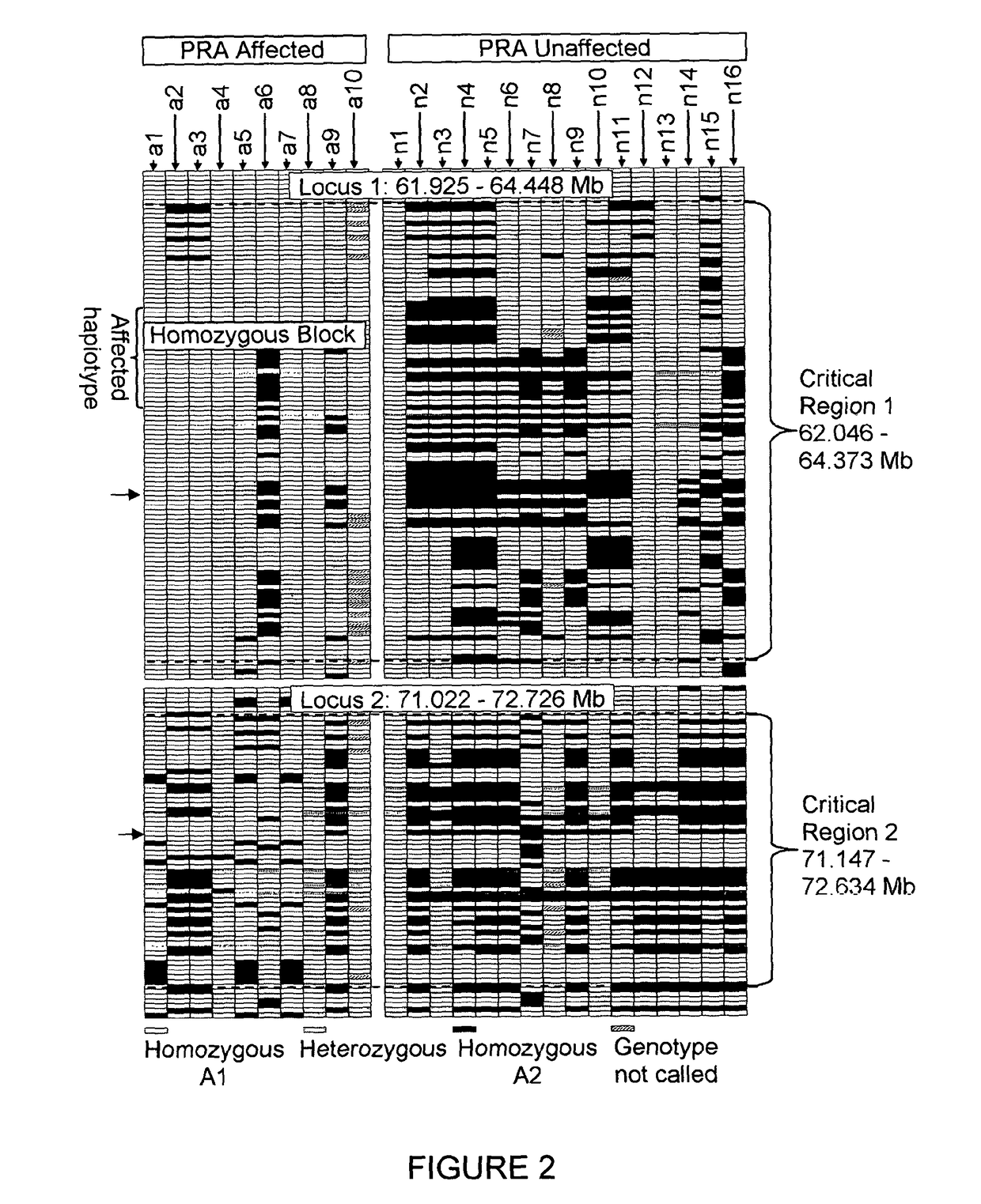 TTC8 as prognostic gene for progressive retinal atrophy in dogs