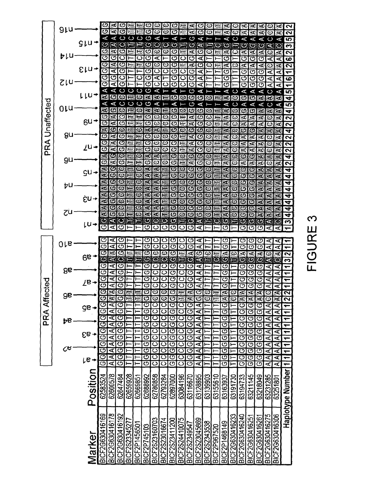 TTC8 as prognostic gene for progressive retinal atrophy in dogs