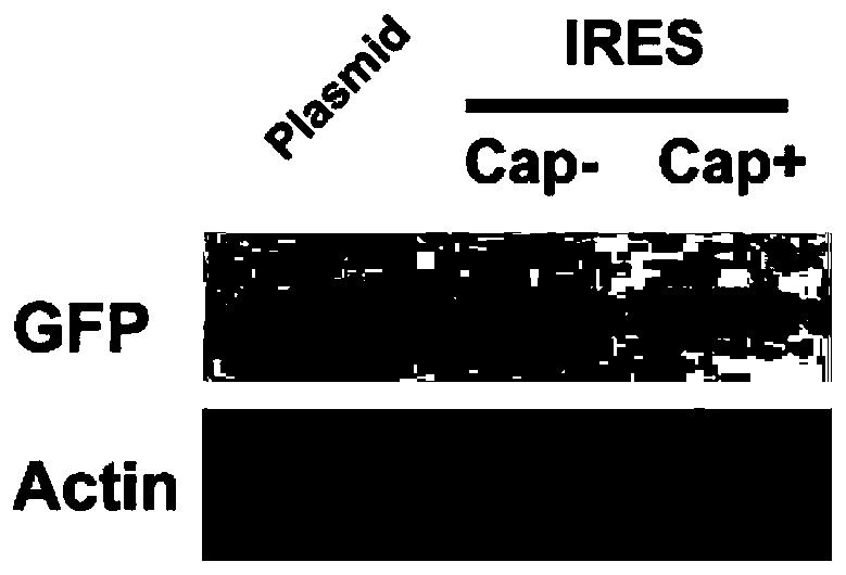 Carrier for in vitro transcription mRNA, and construction method of carrier, method for obtaining mRNA by carrier transcription and application of carrier
