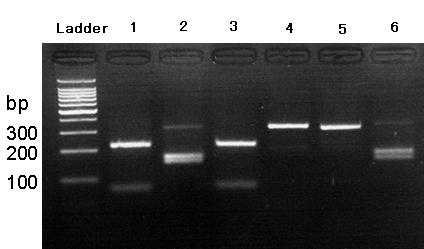 Primer for amplifying marten species cytochrome b gene and method for identifying sable and pine marten