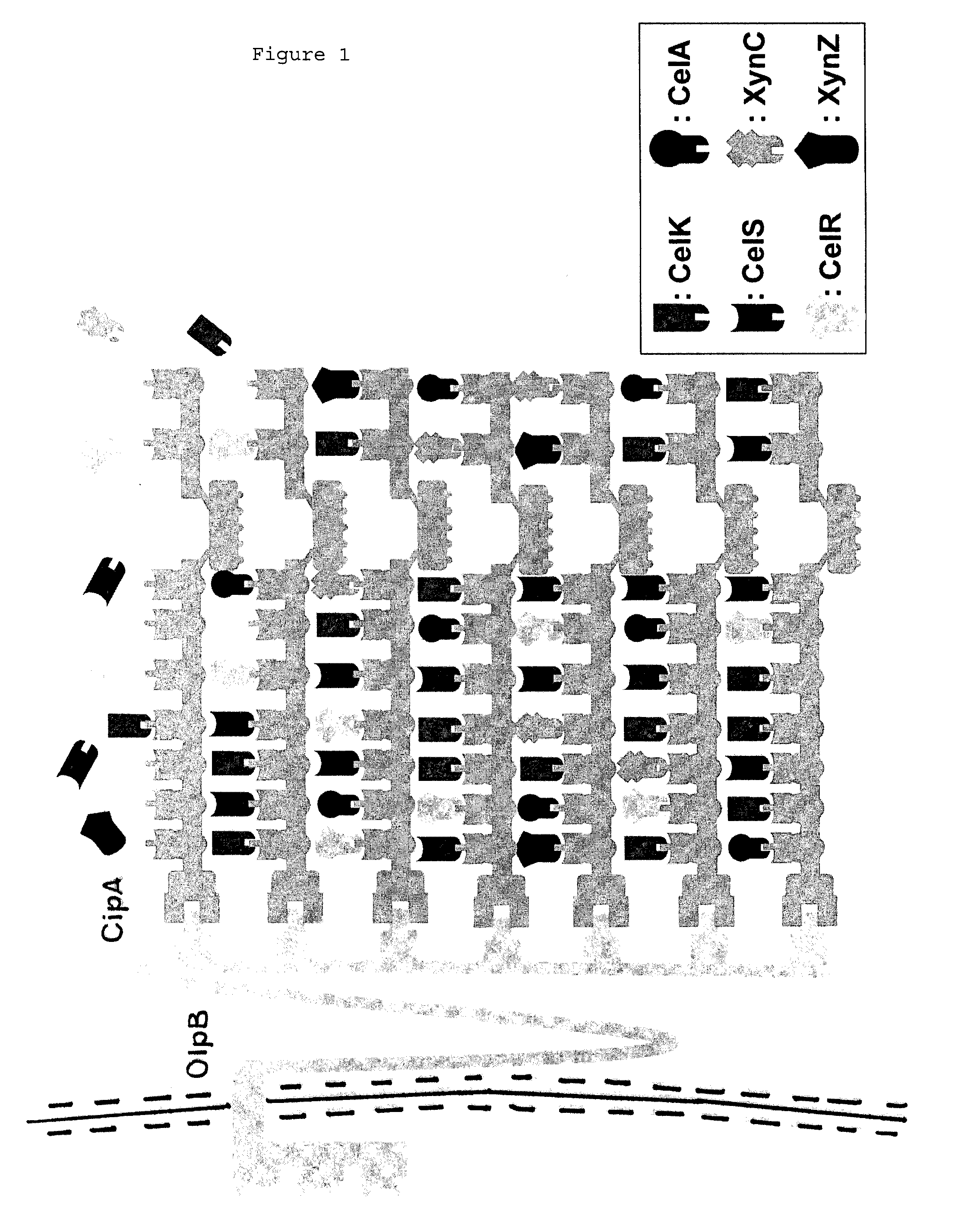 Method for producing extracellular multi-enzyme complexes in host cells