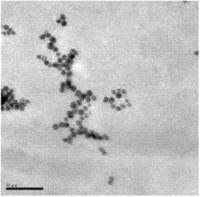 Building method for medicament transportation or radiography carrier containing coat protein and inorganic nanoparticles