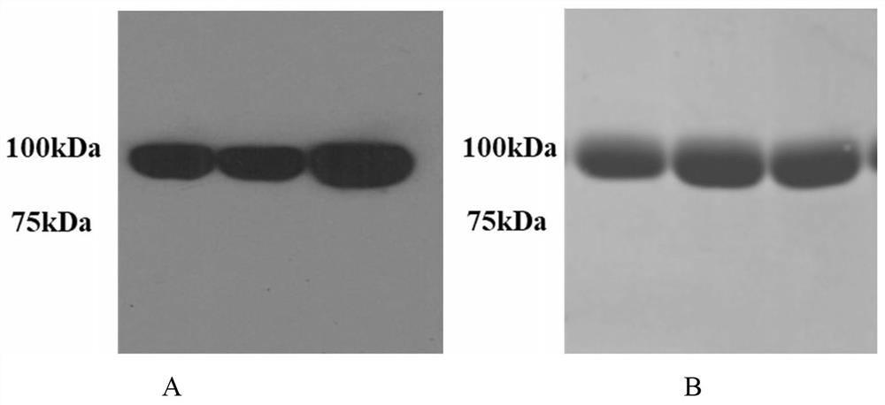 Stable coronavirus recombinant protein dimer and expression vector thereof