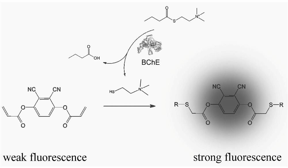 A fluorescent probe for detecting butyrylcholinesterase activity and its preparation method and application