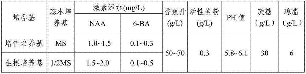 Rapid propagation method of Thunia alba seedlings