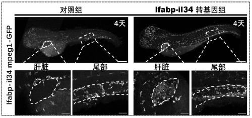 Transgenic zebrafish model with macrophages aggregated specifically in liver