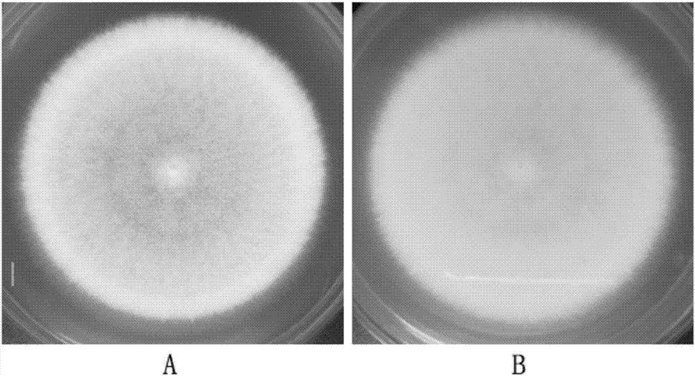 Beauveria bassiana BbL25 strain for preventing and treating solenopsis invicta and application thereof