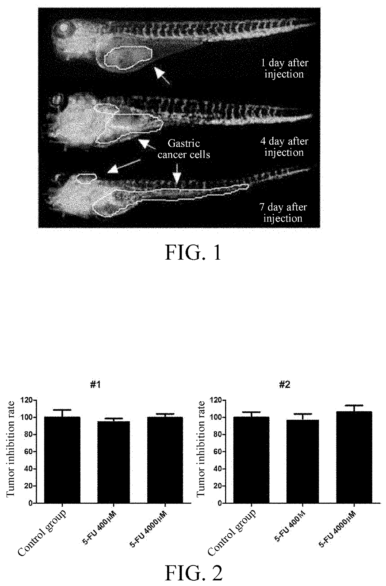 Tumor cell xenograft model in zebrafish, and methods of constructing and using the same