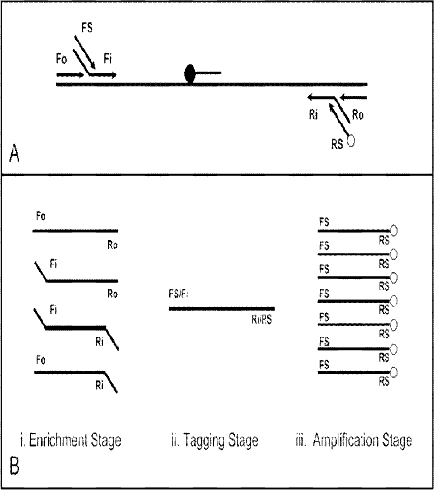 Multiplex PCR primer for amplifying human EGFR gene and design method thereof