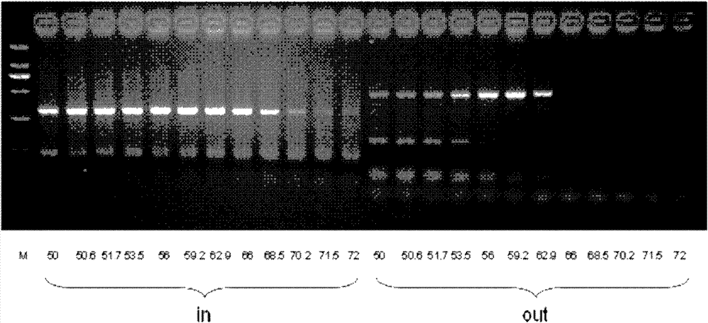 Multiplex PCR primer for amplifying human EGFR gene and design method thereof