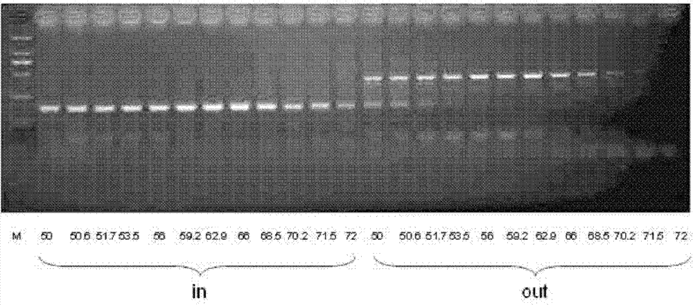 Multiplex PCR primer for amplifying human EGFR gene and design method thereof