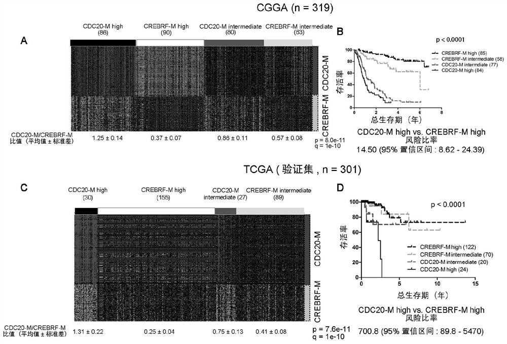 Molecular classification and application of glioma based on cdc20 gene co-expression network
