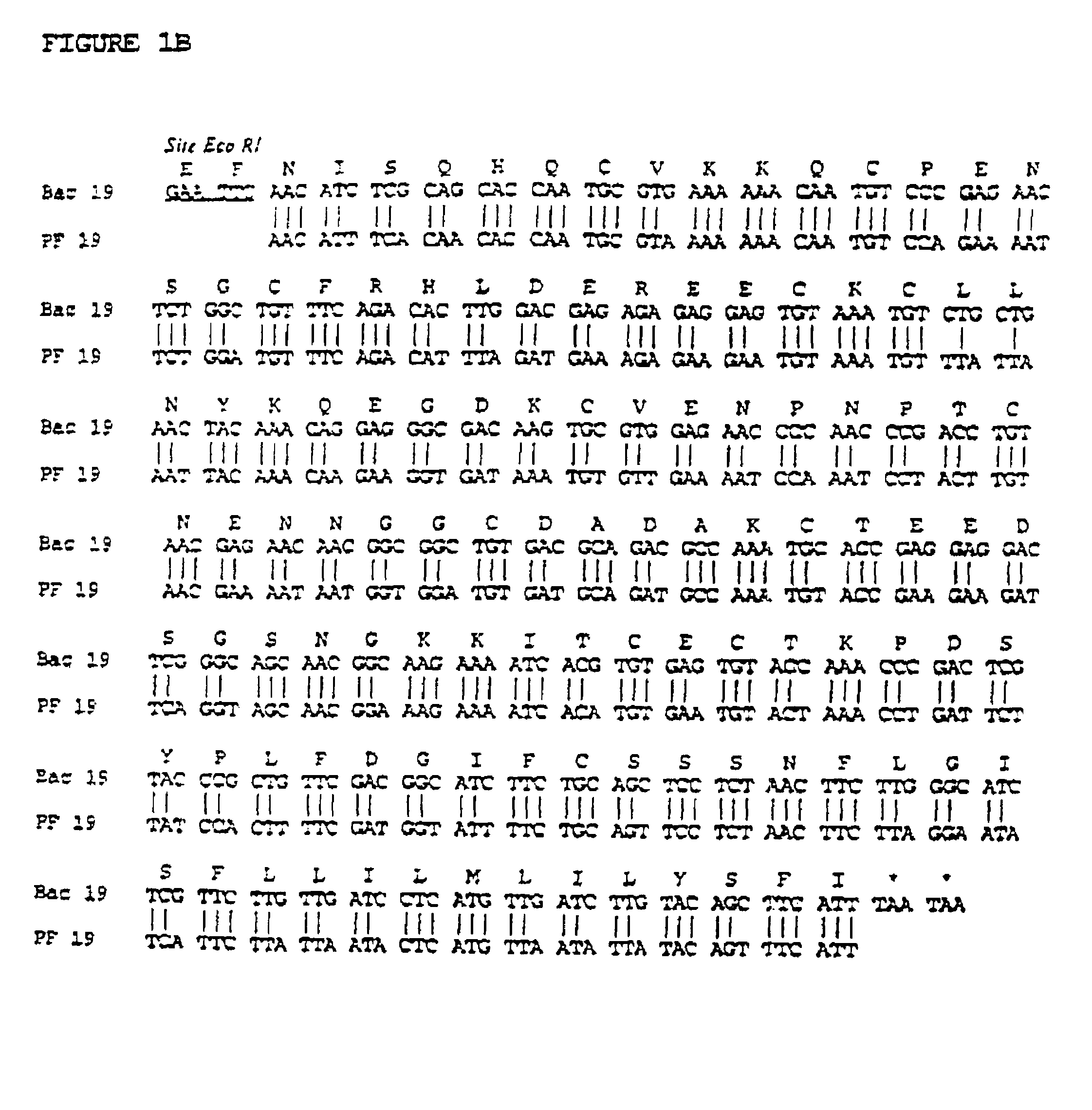 Recombinant protein containing a C-terminal fragment of <i>Plasmodium </i>MSP-1