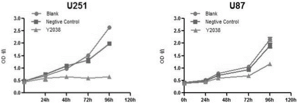 siRNA capable of targeting human tspan8 gene and application of sirna