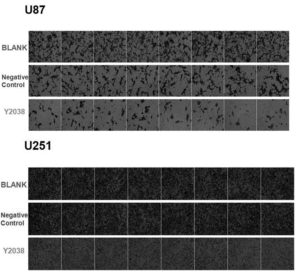 siRNA capable of targeting human tspan8 gene and application of sirna