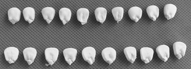 Method for rapidly, efficiently and nondestructively identifying high-lysine waxy corn kernels