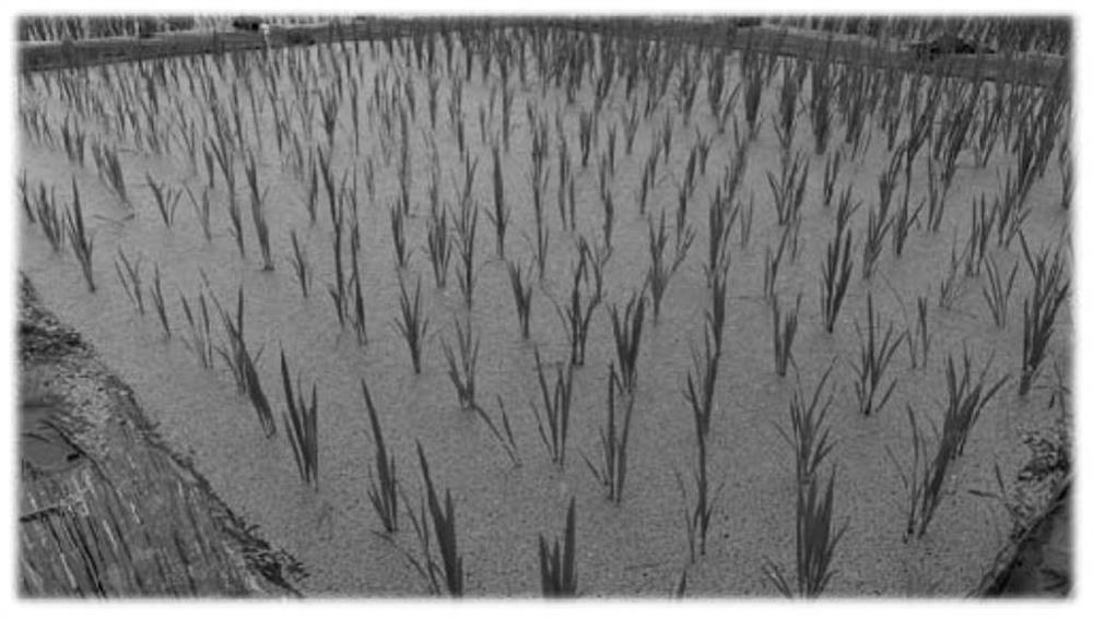 Method for controlling pH value of rice field and improving nitrogen fertilizer utilization rate of rice field by using duckweed