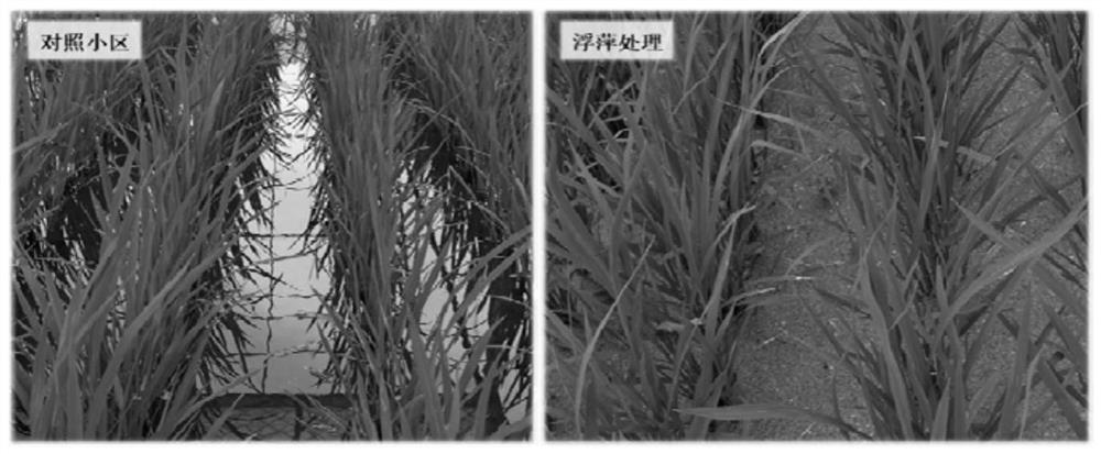 Method for controlling pH value of rice field and improving nitrogen fertilizer utilization rate of rice field by using duckweed