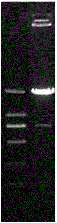 Enhanced polysaccharide antigen immunogenic protein carrier as well as preparation method and application thereof