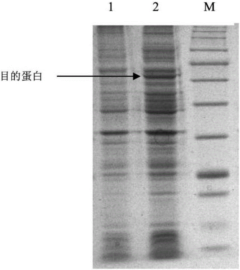 Enhanced polysaccharide antigen immunogenic protein carrier as well as preparation method and application thereof