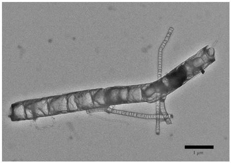 Preparation method and application of bamboo-like magnetic nitrogen/metal cobalt doped carbon nanotube material