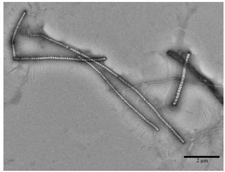 Preparation method and application of bamboo-like magnetic nitrogen/metal cobalt doped carbon nanotube material