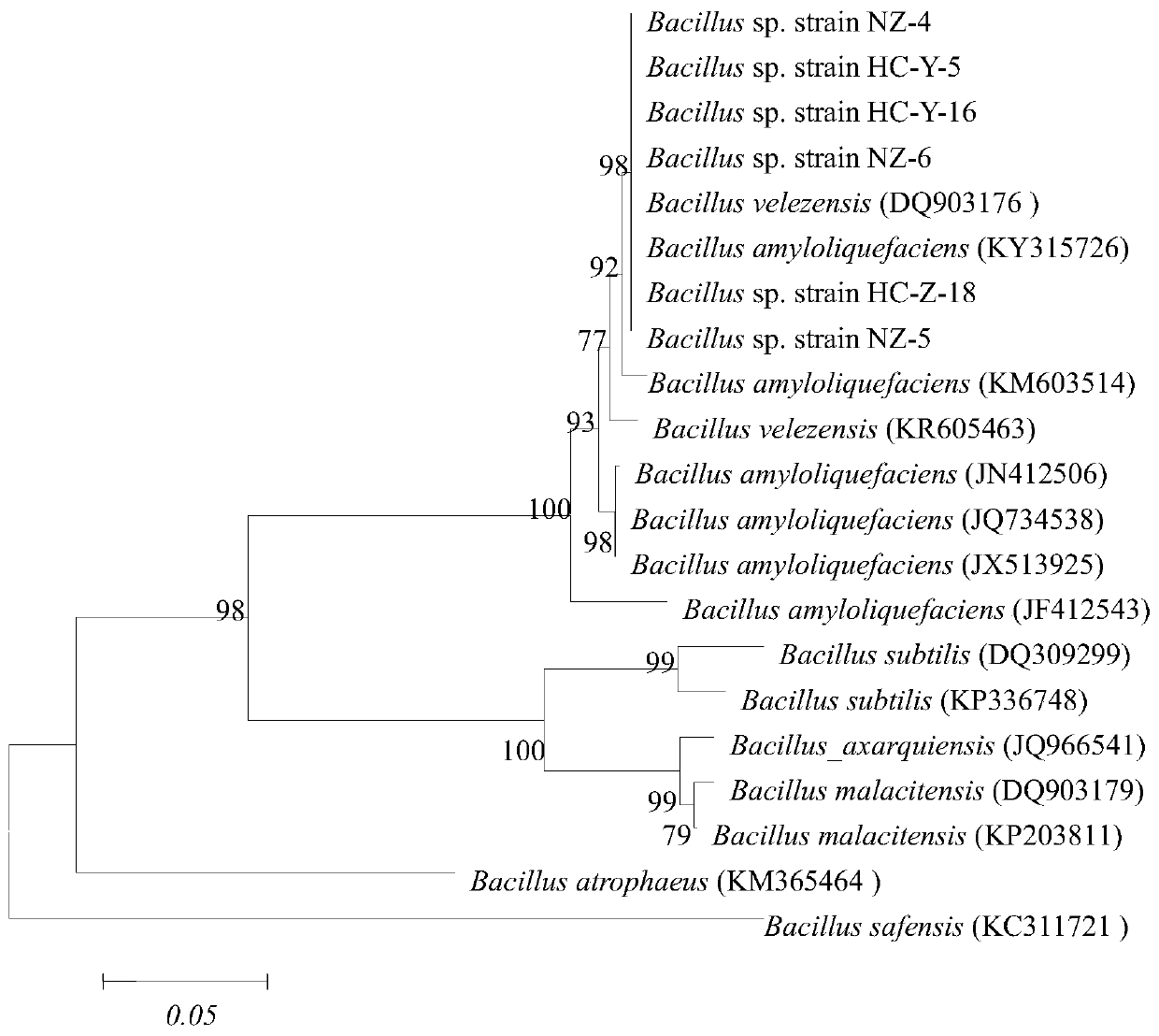 Application of Bacillus Velez nz-4 in promoting plant growth