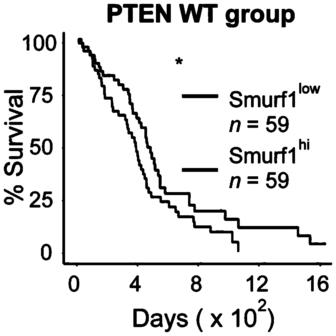 Ubiquitin ligase Smurf1 mutant, coding gene and application
