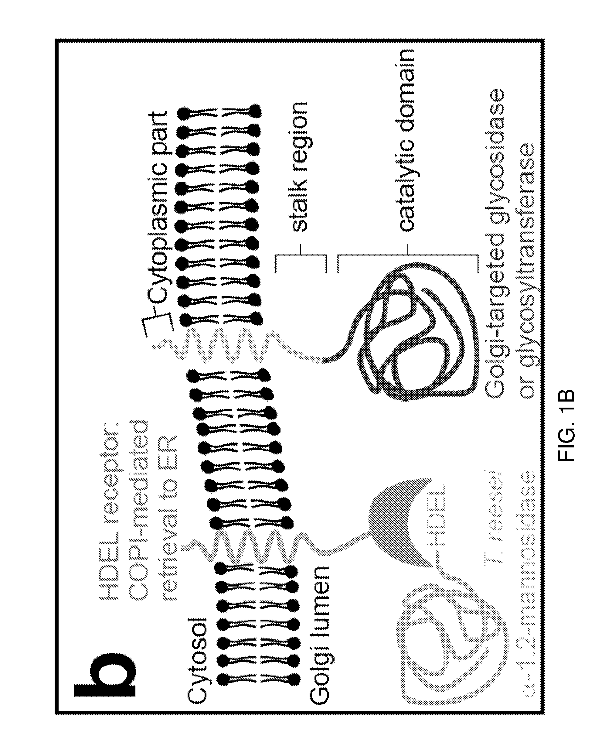 Methods for producing substantially homogeneous hybrid or complex n-glycans in methylotrophic yeasts