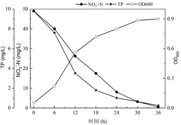 Pseudomonas balearica and application thereof in nitrogen and phosphorus removal of riverway water body