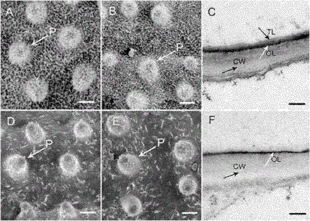 Method for culturing transgenic plant with decreased wax