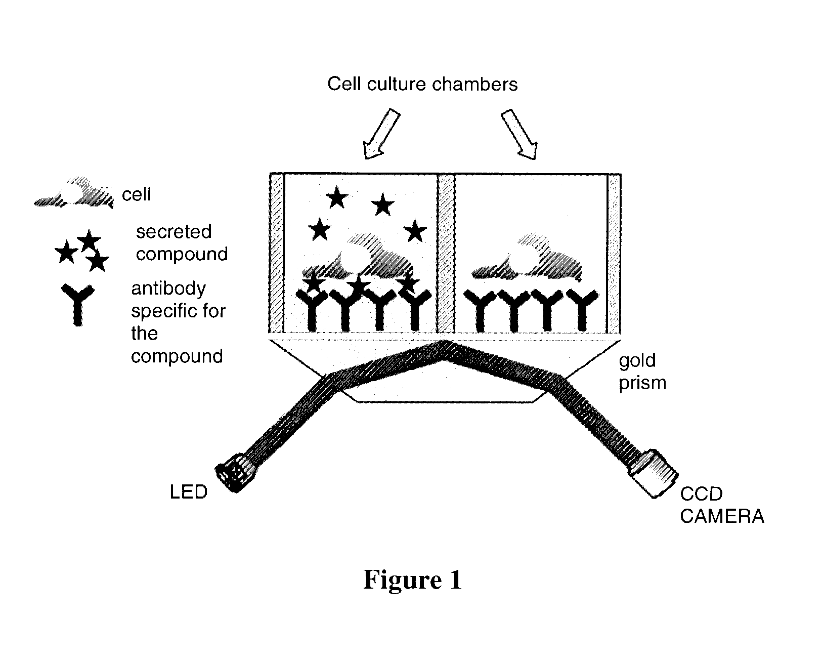 Method for Real-Time Measurement of the Individual Secretions of a Cell