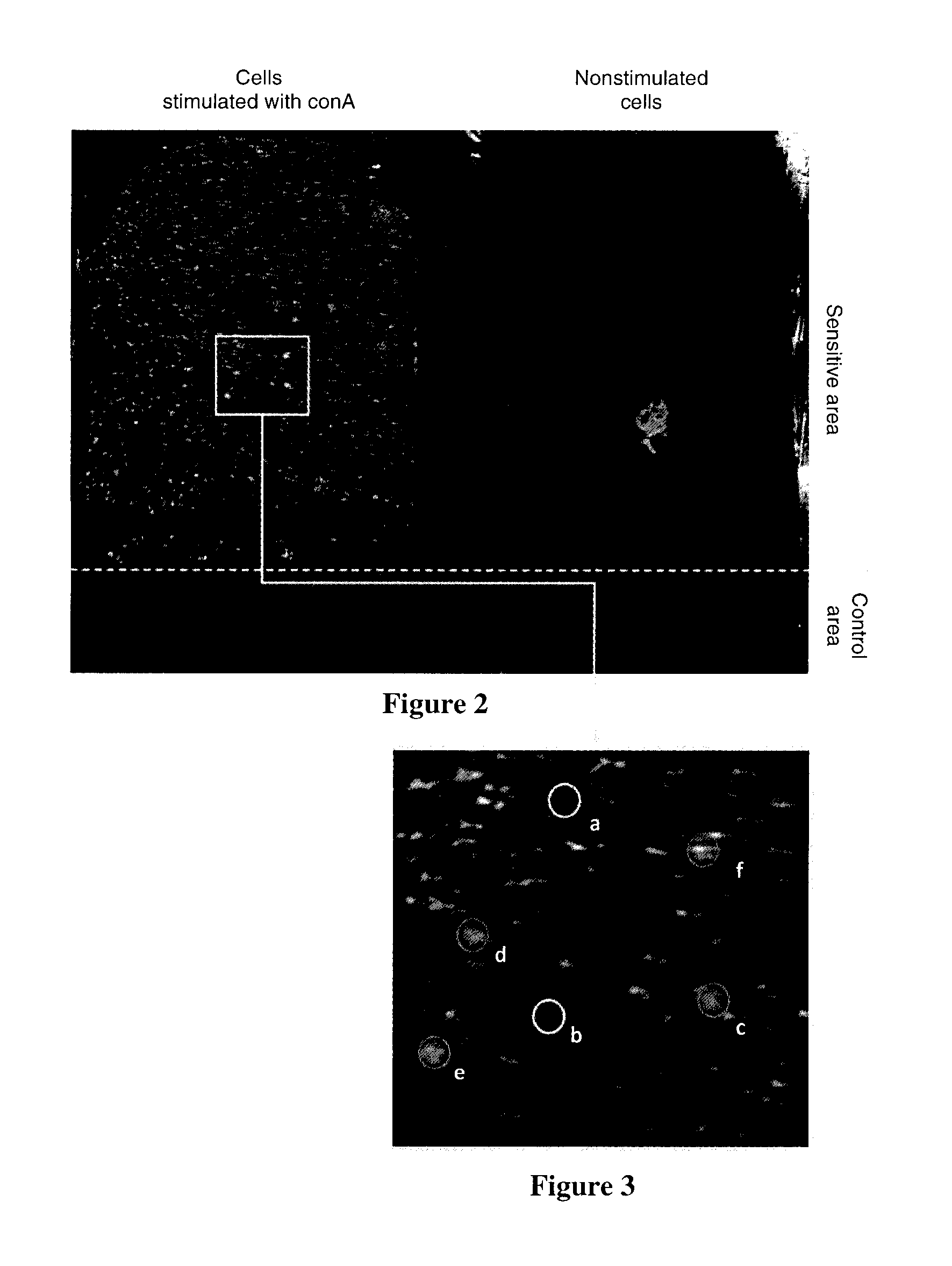 Method for Real-Time Measurement of the Individual Secretions of a Cell