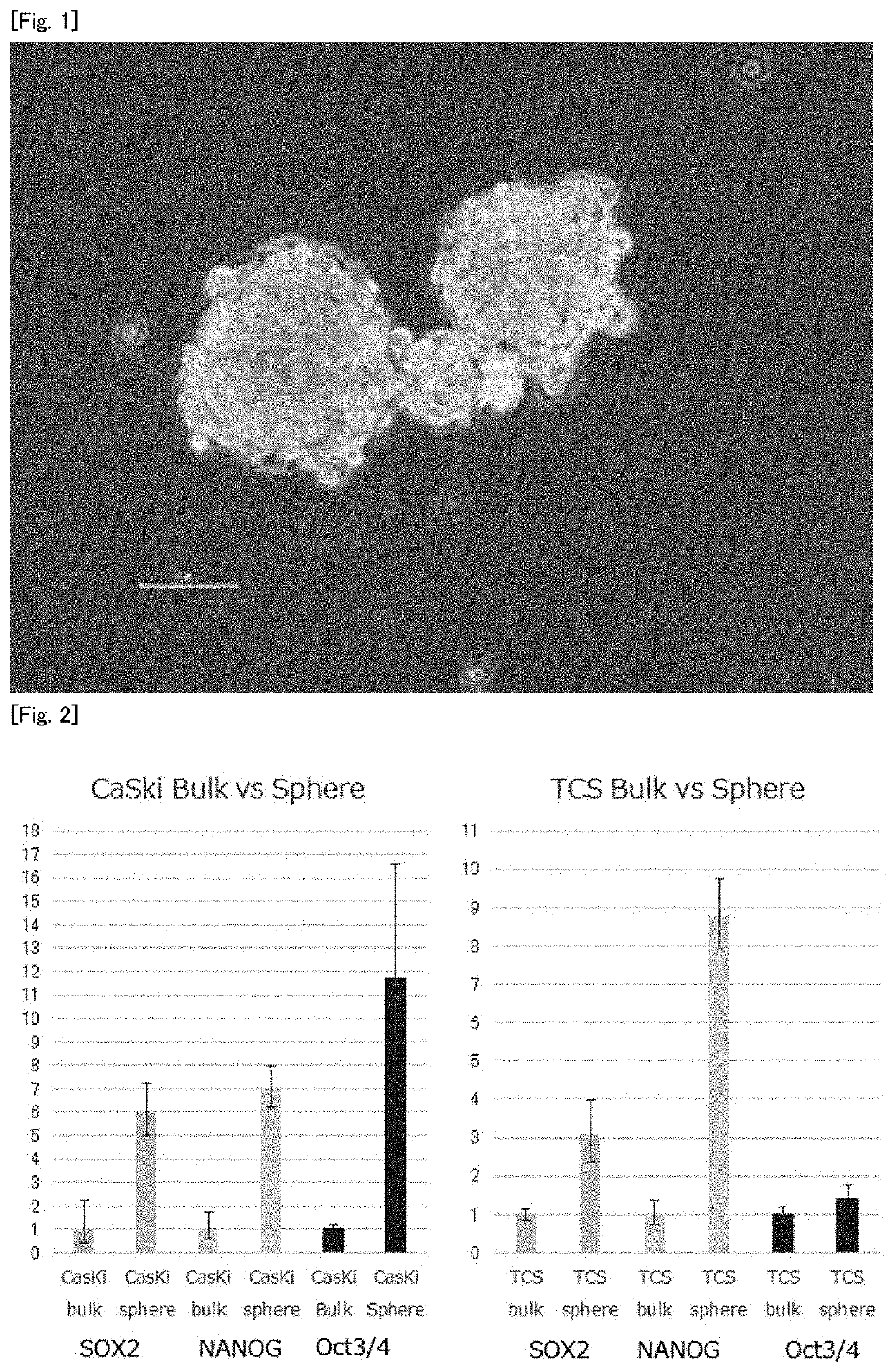 Tumor antigen peptide