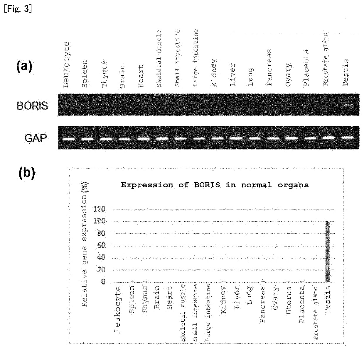 Tumor antigen peptide