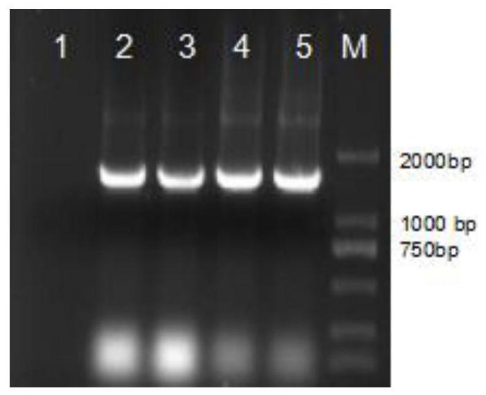 Method and application of compound microorganism treatment to control phloem bacillus pathogen in seedlings