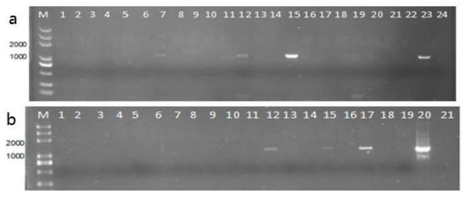 Method and application of compound microorganism treatment to control phloem bacillus pathogen in seedlings