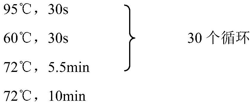 A kind of recombinant bacteria for immobilizing carbon dioxide to synthesize succinic acid and its construction method and application