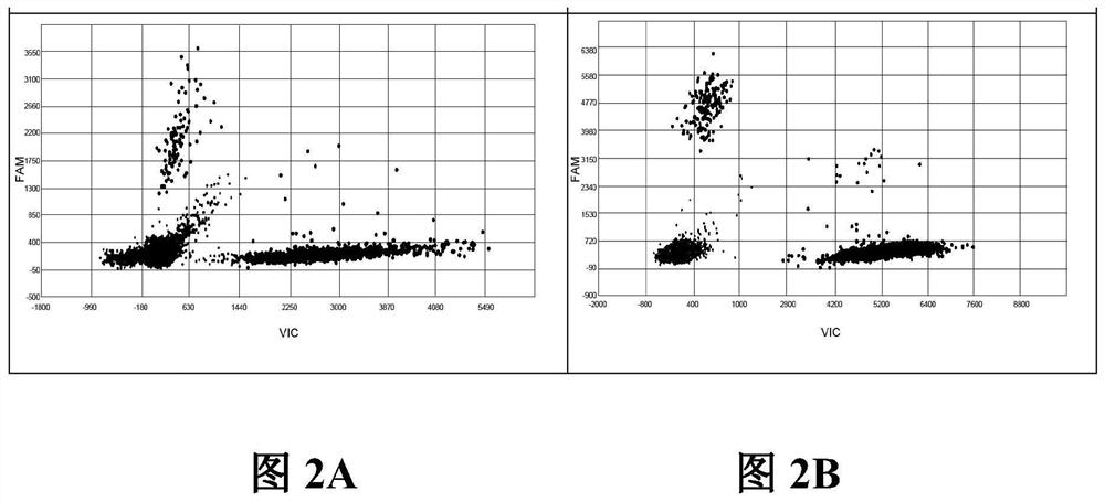 Primer probe composition, kit and method for detecting EGFR specific gene mutation by 3D digital PCR