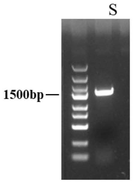 Preparation and application of oral recombinant saccharomyces cerevisiae for expressing porcine epidemic diarrhea virus S protein