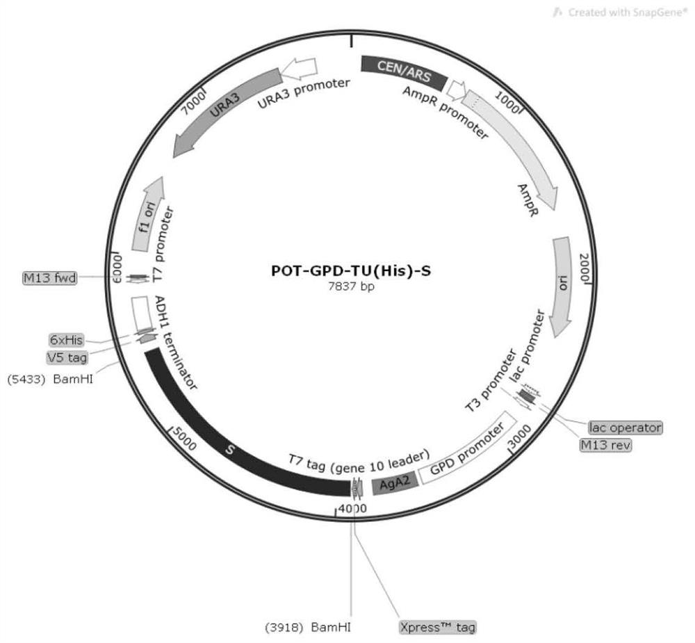 Preparation and application of oral recombinant saccharomyces cerevisiae for expressing porcine epidemic diarrhea virus S protein