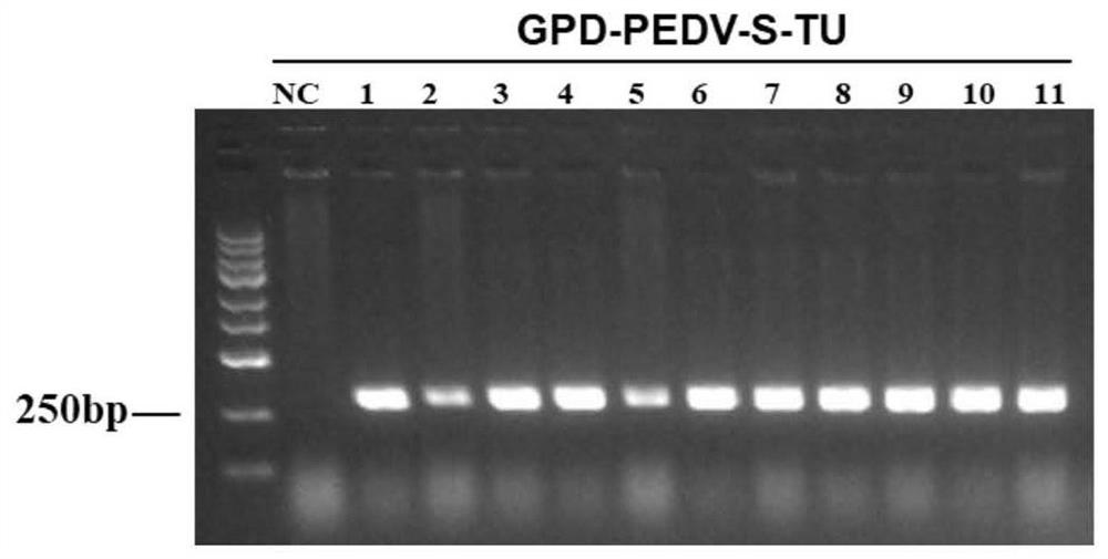 Preparation and application of oral recombinant saccharomyces cerevisiae for expressing porcine epidemic diarrhea virus S protein