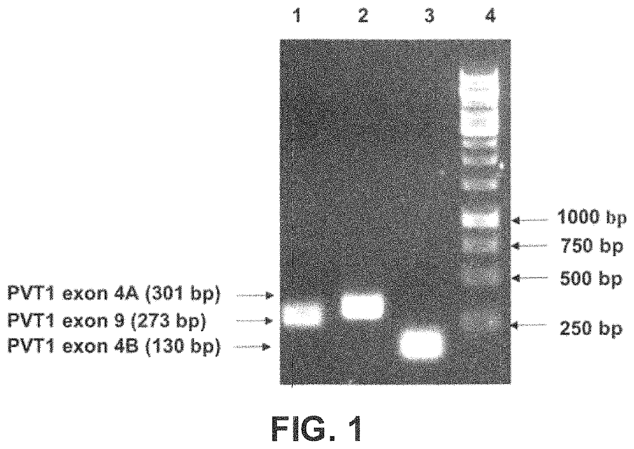 Plasmid vector for expressing a PVT1 exon and method for constructing standard curve therefor