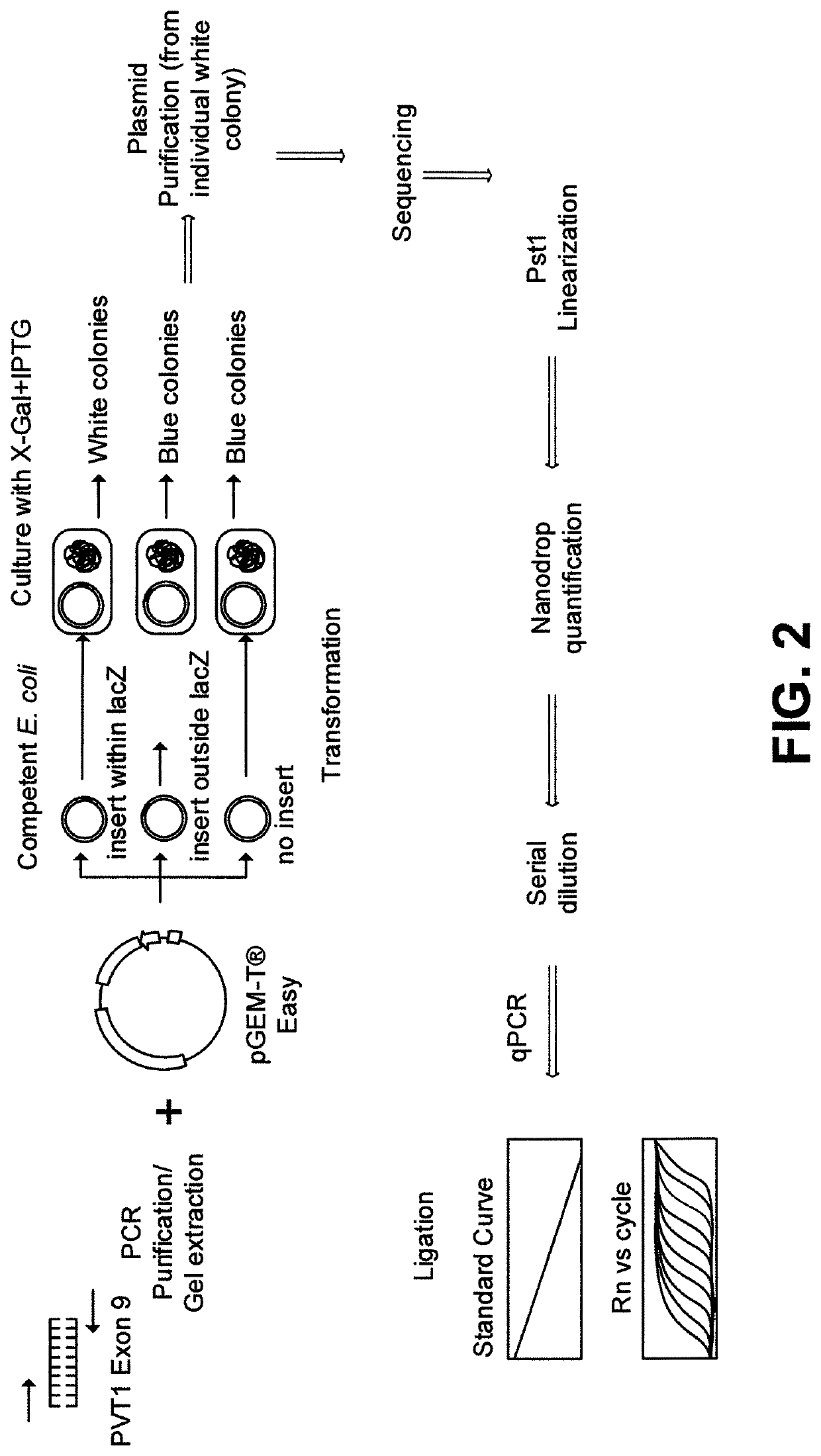 Plasmid vector for expressing a PVT1 exon and method for constructing standard curve therefor